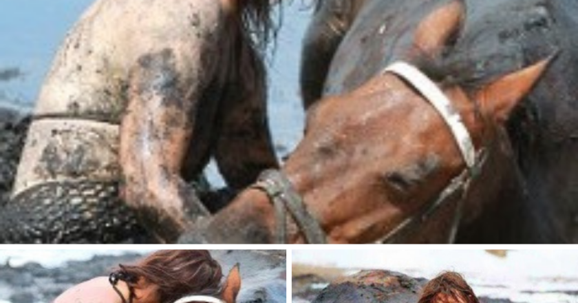 For 3 hours woman stays with trapped horse – then a farmer does everything he can to save its life