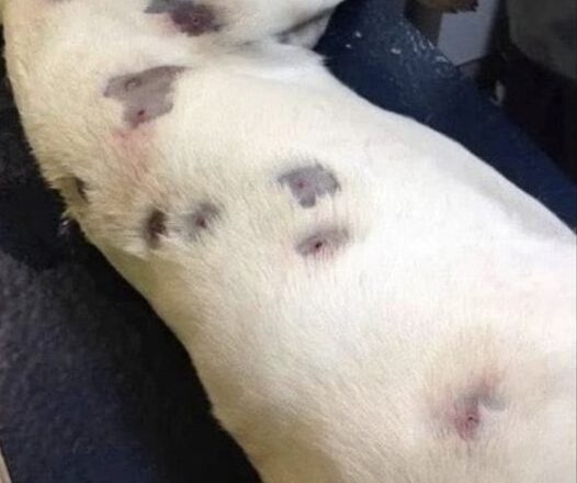 She thought dog was full of bites – then vet looks closer and calls the police